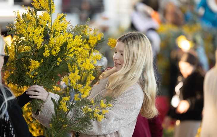 Le mimosa en fête